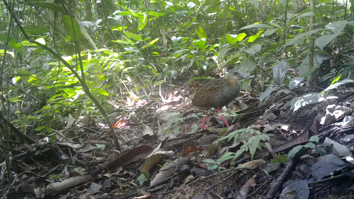 Nkulengu Rail - ML497646951