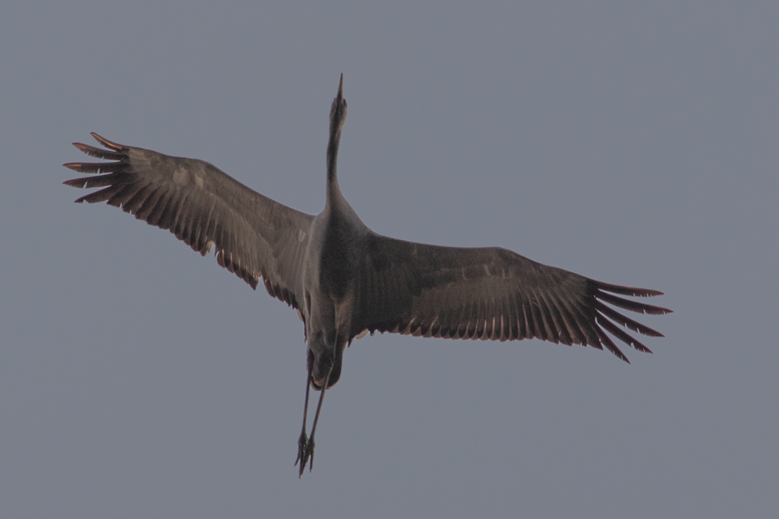 Common Crane - ML497647681