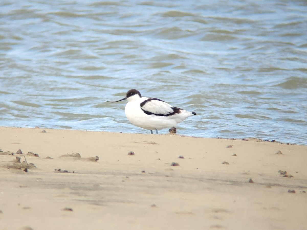 Pied Avocet - ML497648101