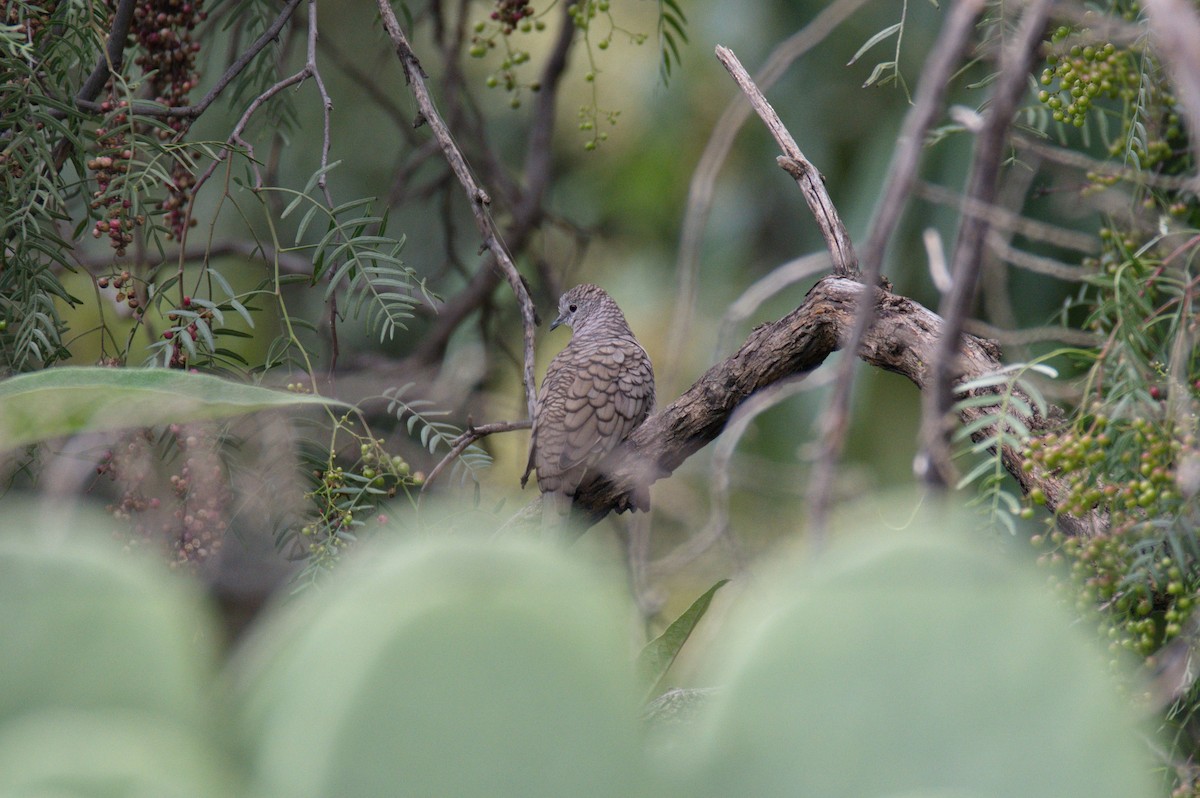 Inca Dove - ML497648551