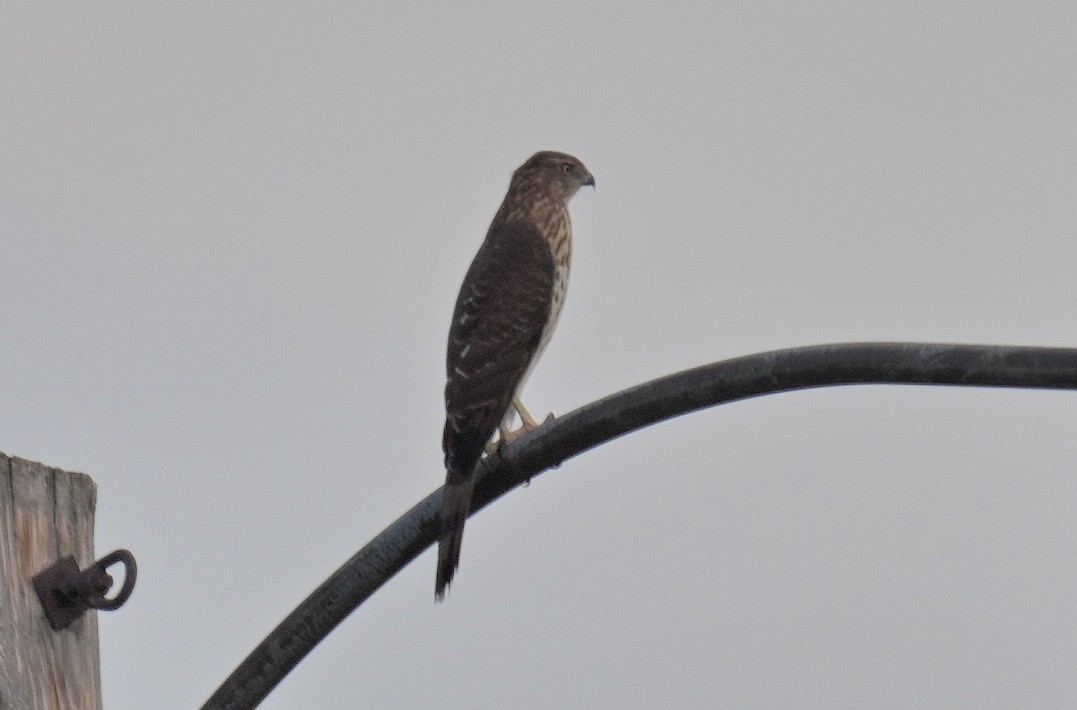 Cooper's Hawk - ML497649601