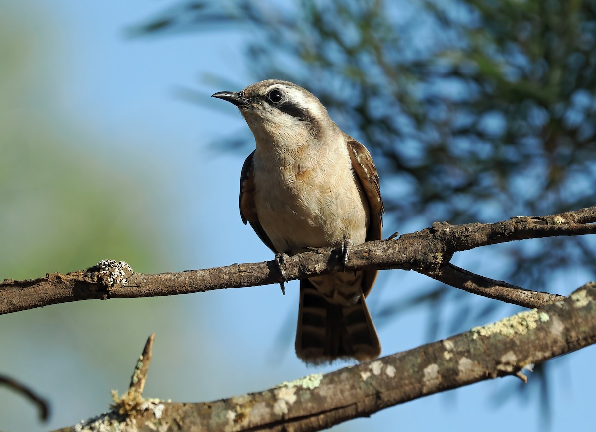 Black-eared Cuckoo - ML497650781