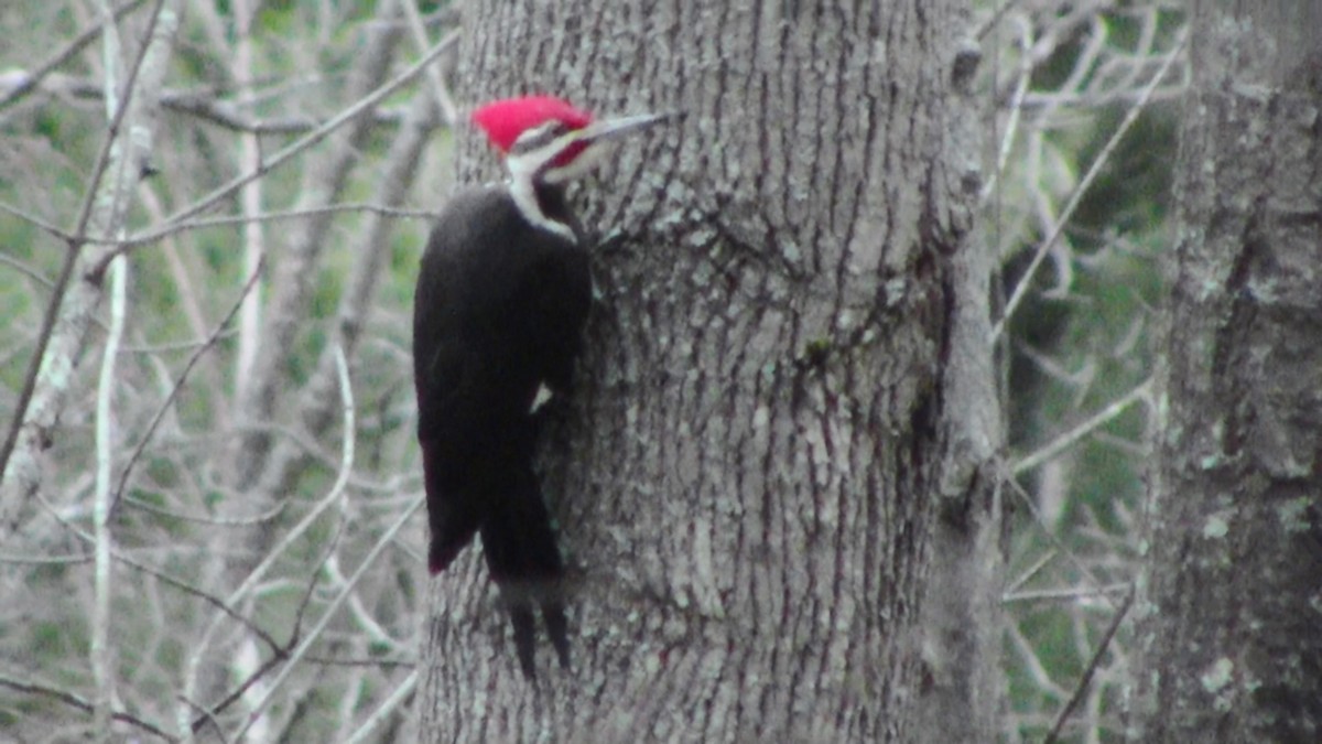 Pileated Woodpecker - Adrian Burke