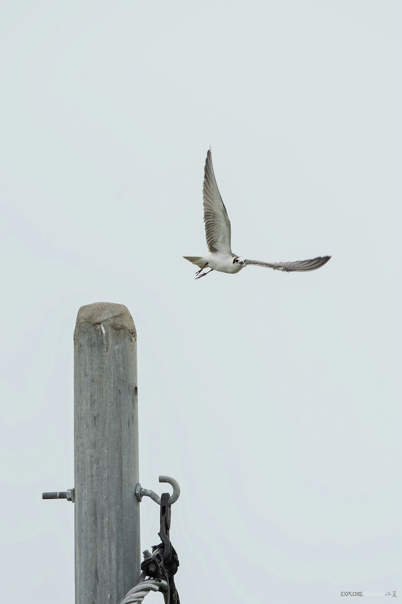 White-winged Tern - Wai Loon Wong