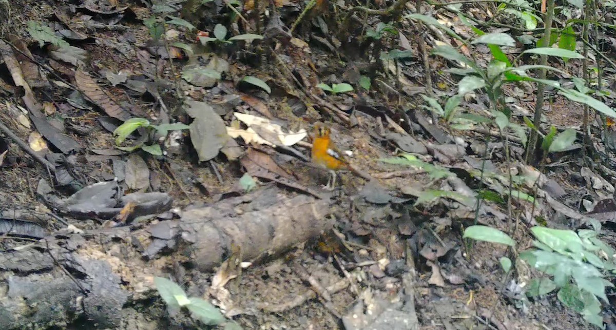 Black-eared Ground-Thrush (Cameroon) - ML497657301