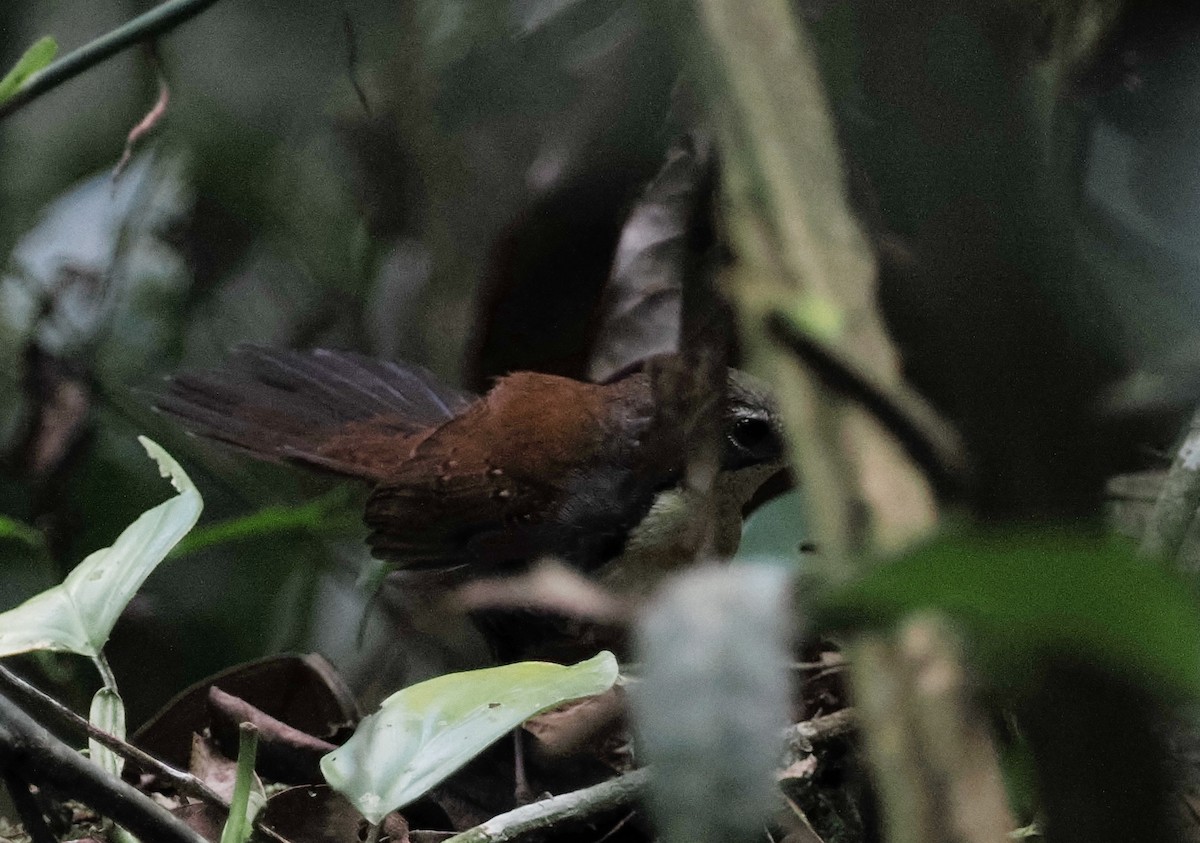 Rusty-belted Tapaculo - ML497658901