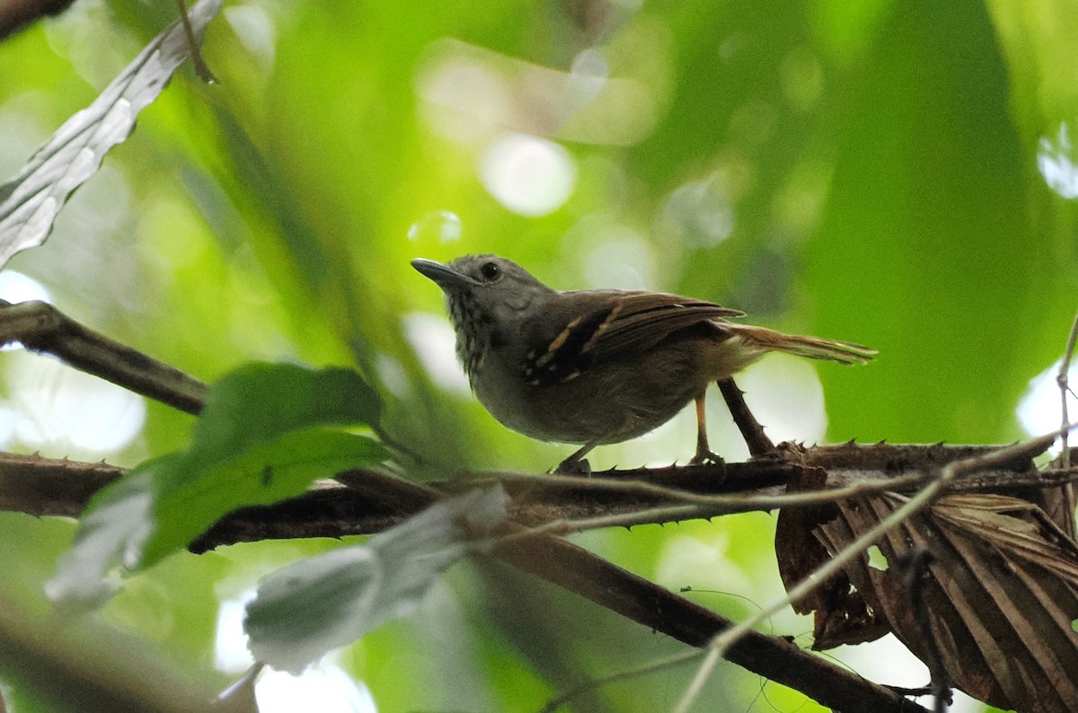 White-eyed Stipplethroat - Scott (瑞興) LIN(林)