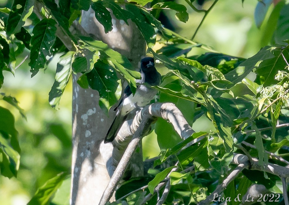 Moluccan Cuckooshrike - ML497661391