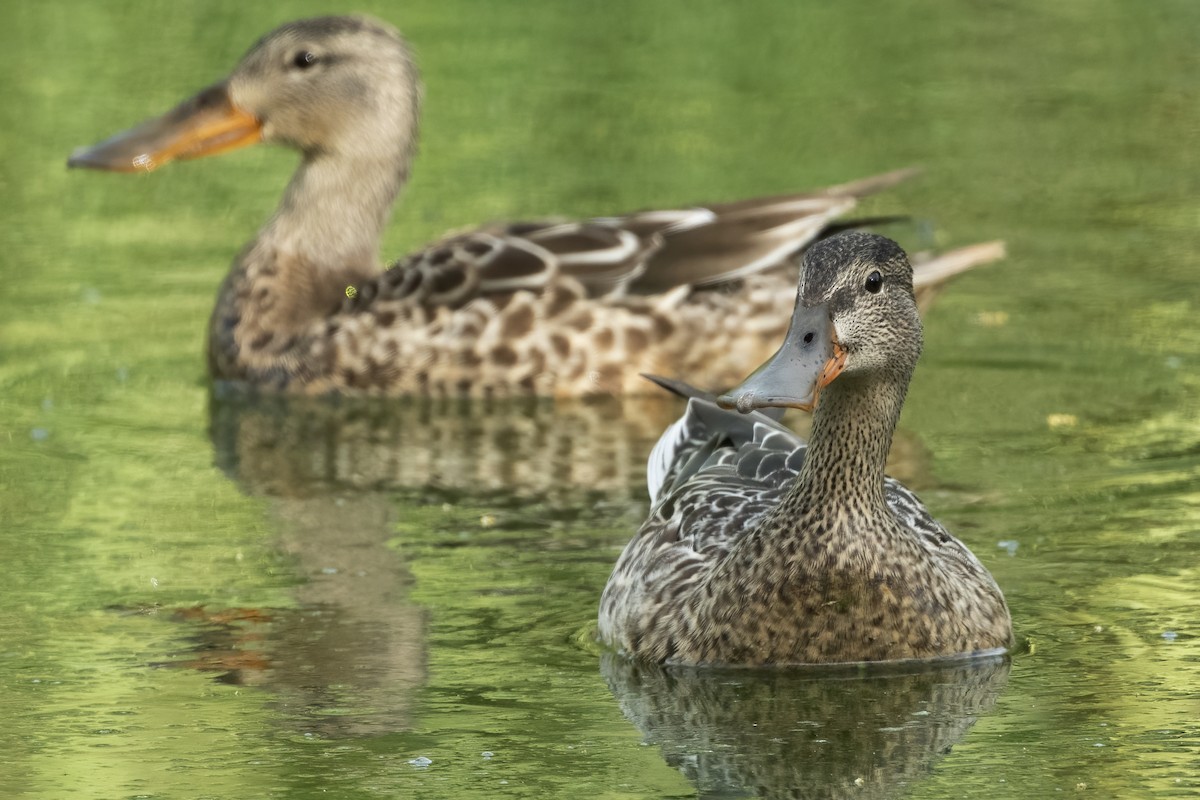 Northern Shoveler - Tim White