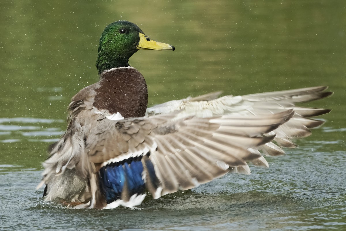 Mallard - ML497661901