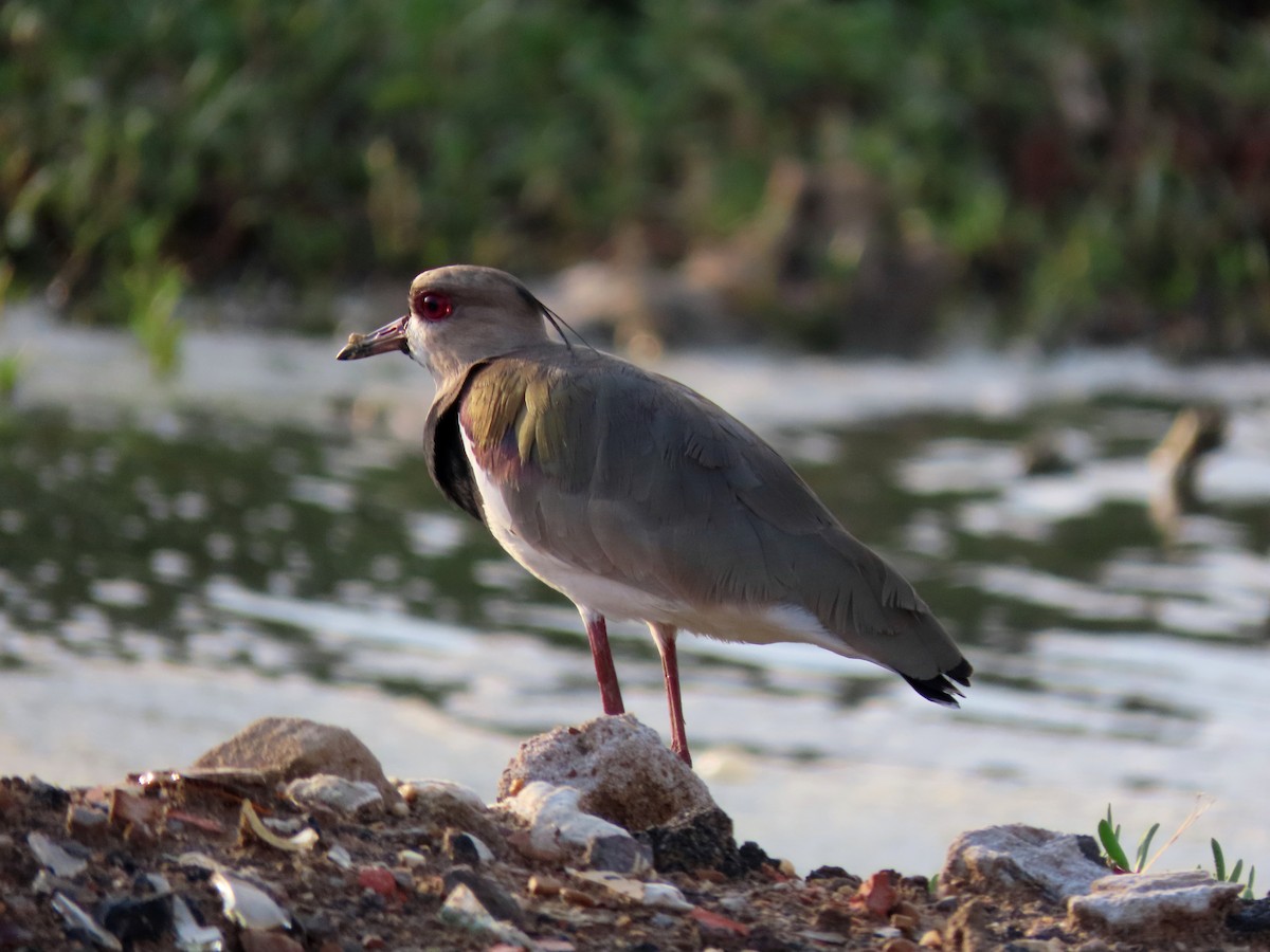 Southern Lapwing - ML497661921