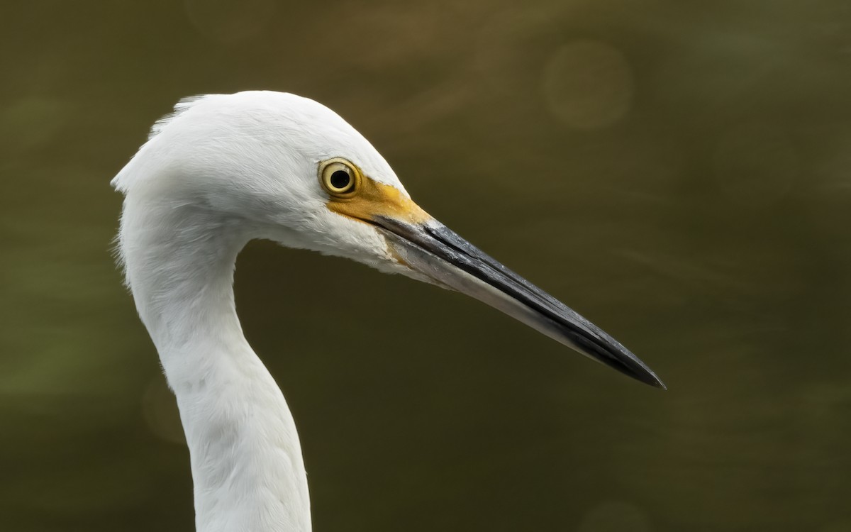 Snowy Egret - ML497662061