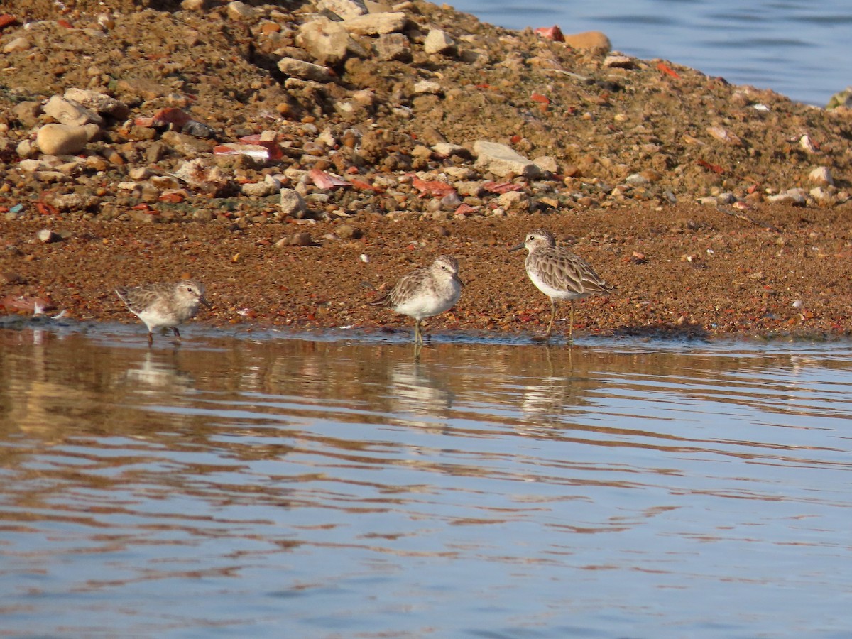 Least Sandpiper - Thore Noernberg