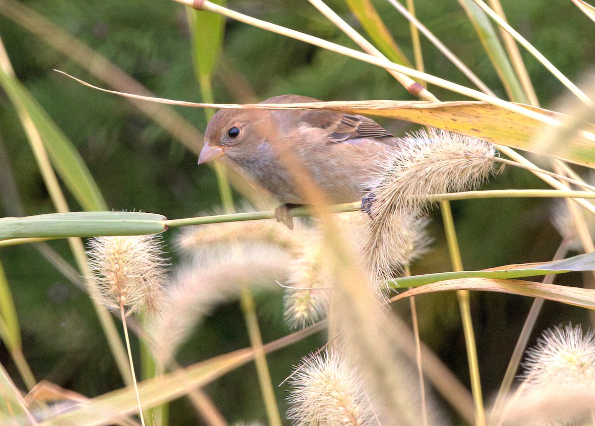 Indigo Bunting - ML497664311