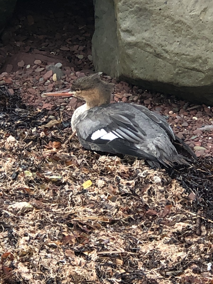 Red-breasted Merganser - ML497666811