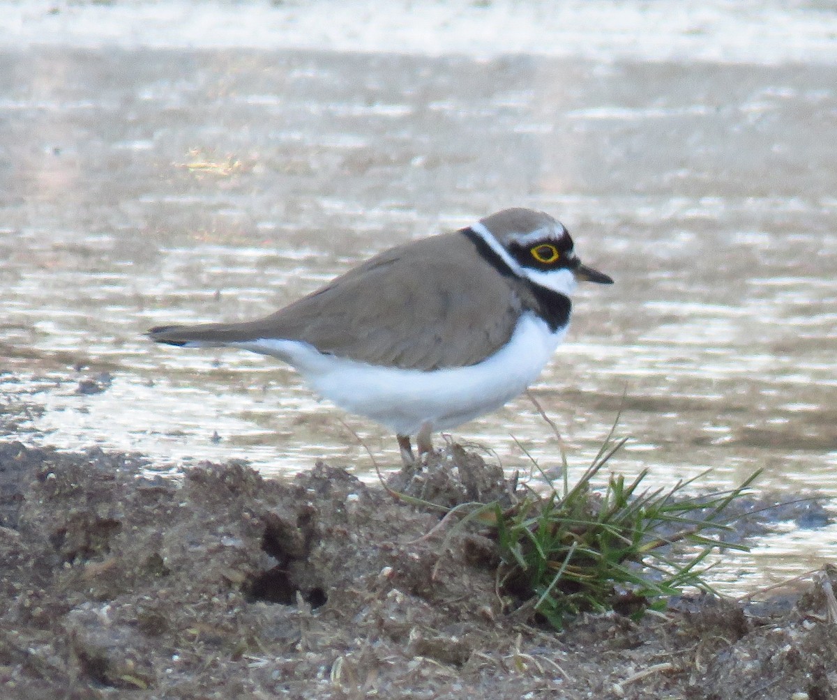 Little Ringed Plover - ML497667671