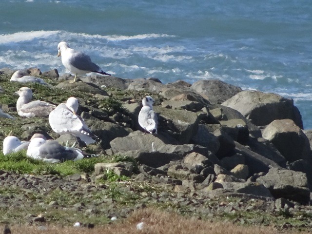 Black-legged Kittiwake - ML49766801