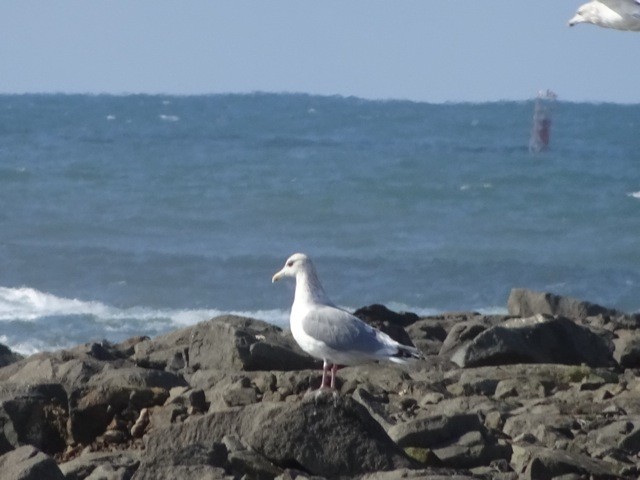 Iceland Gull (Thayer's) - ML49766831