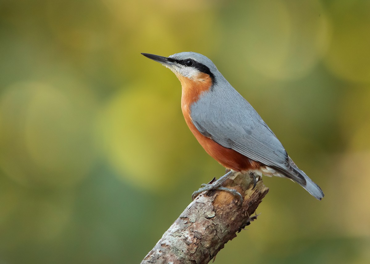 Burmese Nuthatch - ML497670171