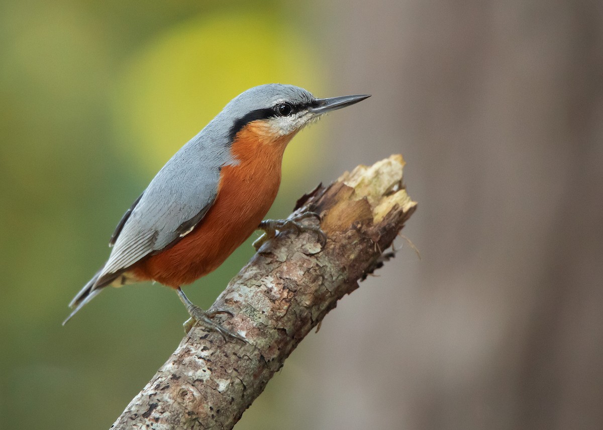 Burmese Nuthatch - Ayuwat Jearwattanakanok