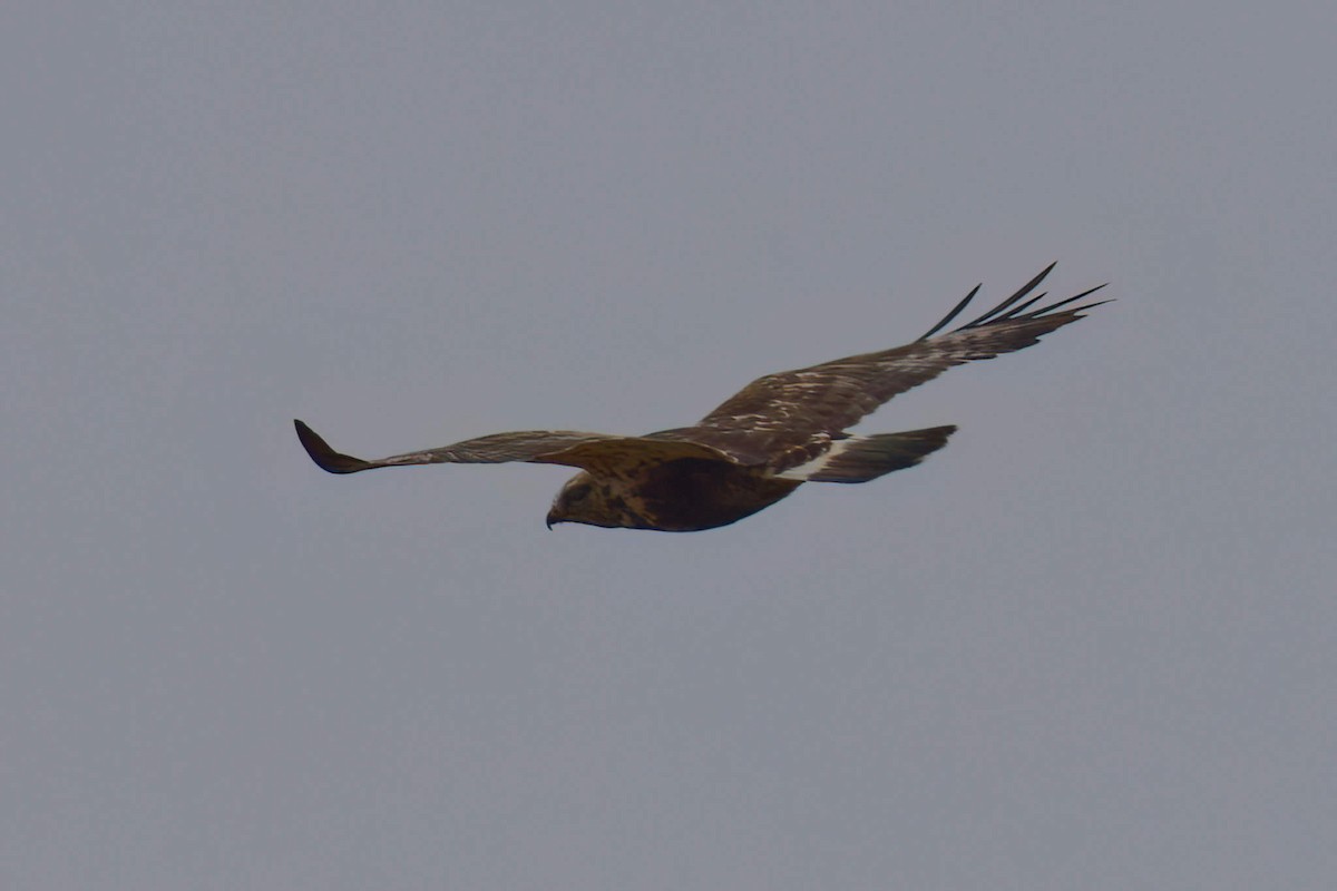 Rough-legged Hawk - ML497671081