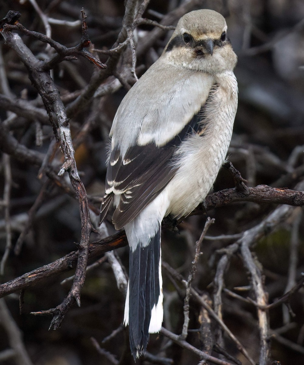 Northern Shrike - Steve Parker