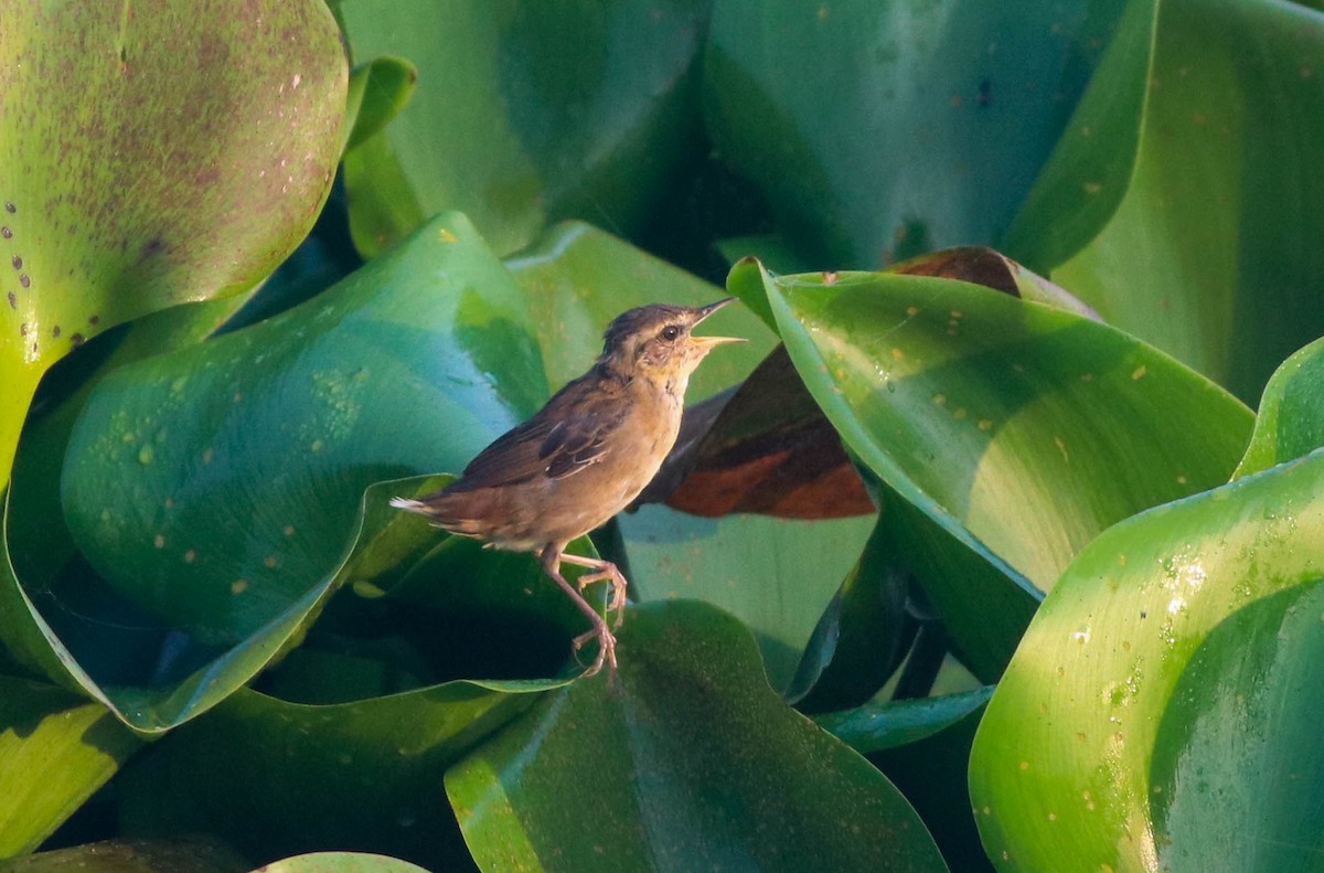 Pallas's Grasshopper Warbler - ML497671431