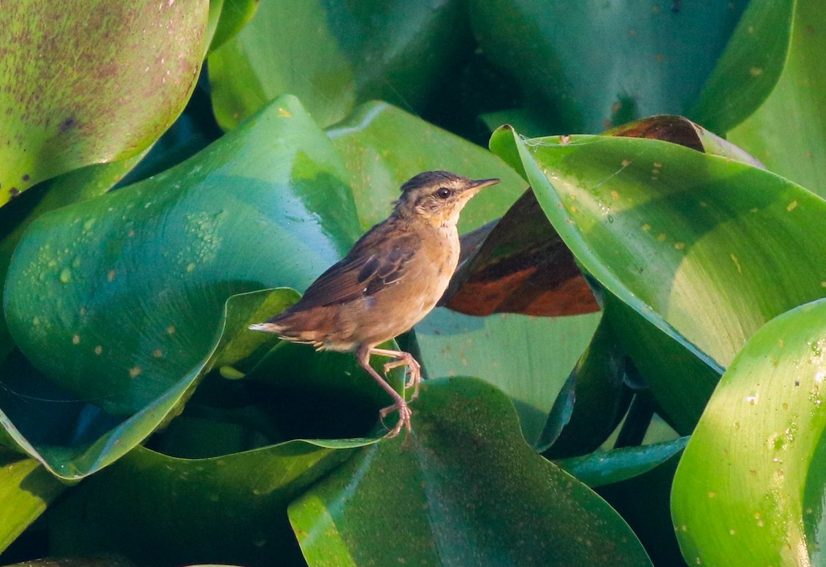 Pallas's Grasshopper Warbler - ML497671441