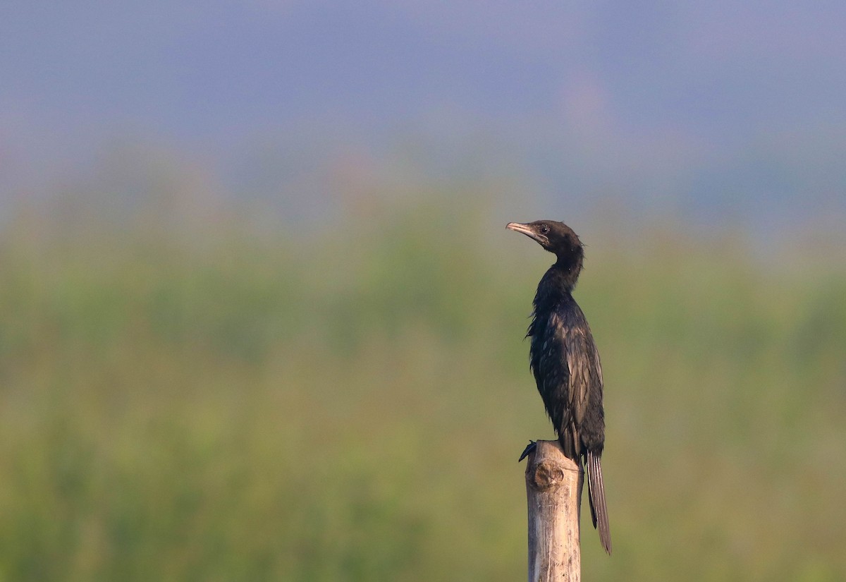 Little Cormorant - ML497671601