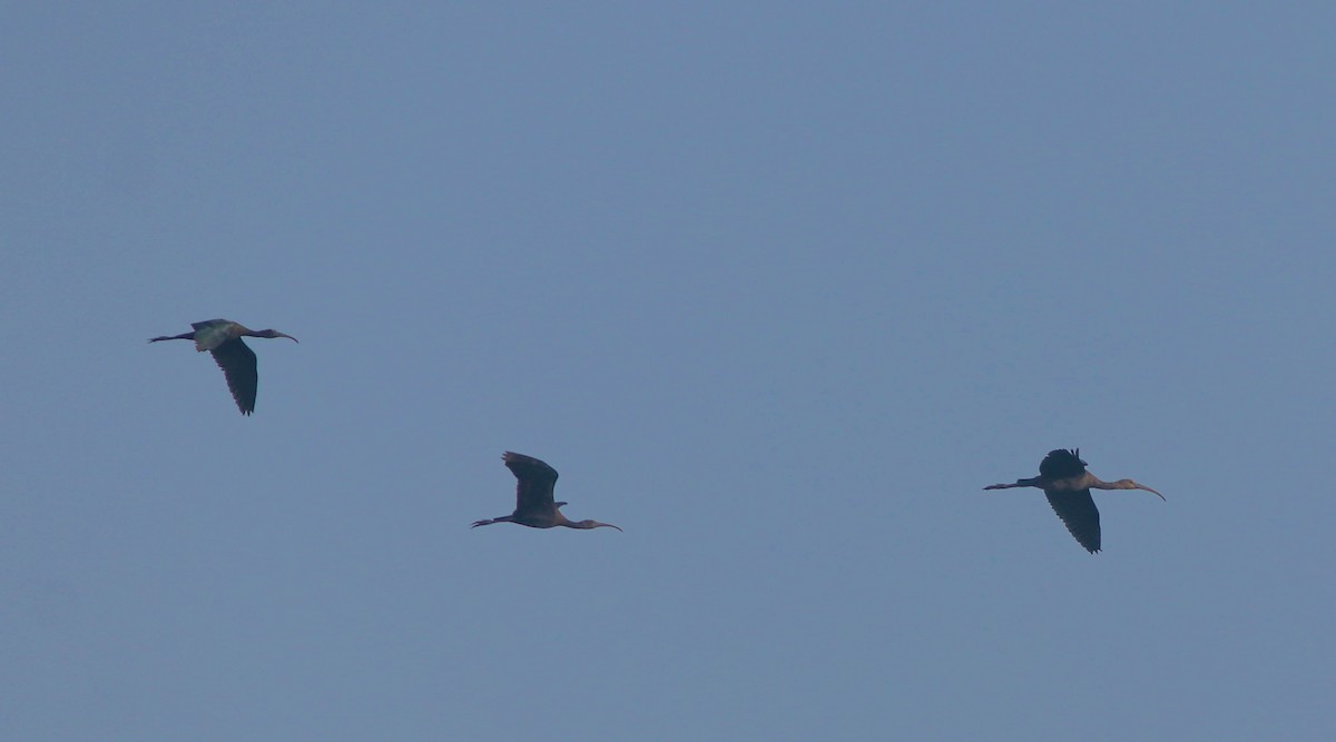 Glossy Ibis - ML497671651