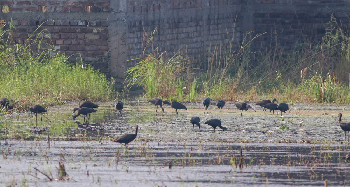 ibis hnědý - ML497671661