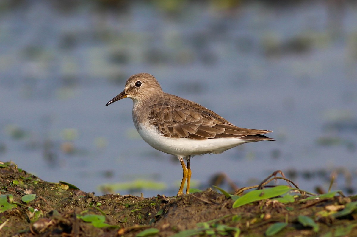 Temminck's Stint - ML497672131