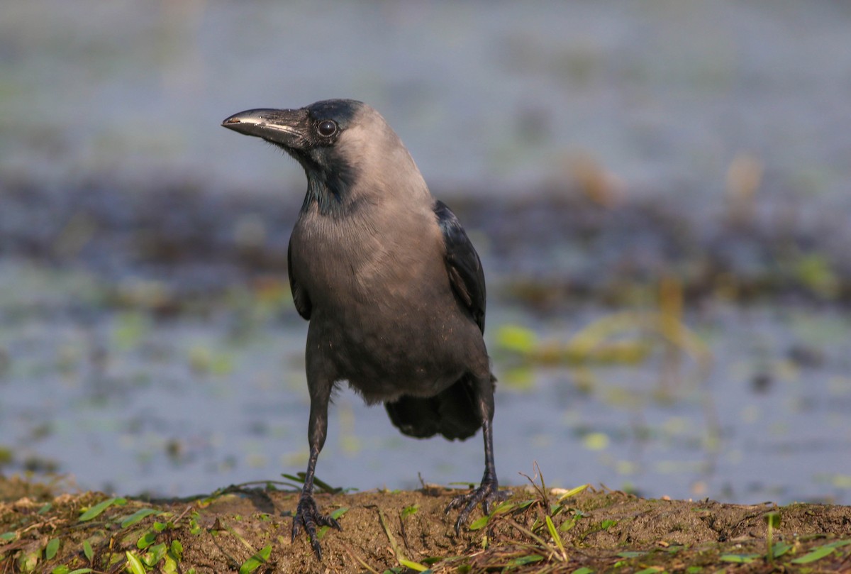 House Crow - Samim Akhter