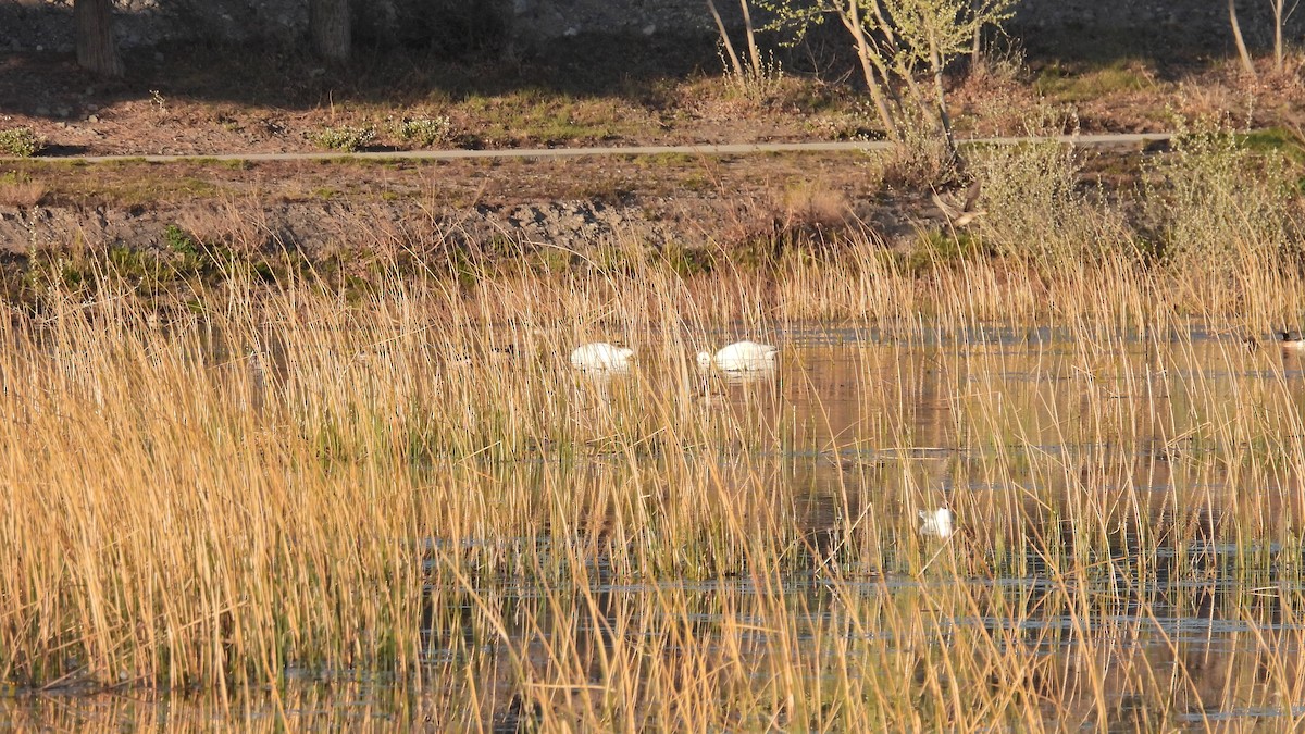 Coscoroba Swan - Hugo Valderrey