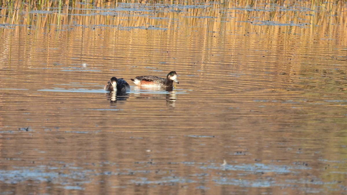 Chiloe Wigeon - ML497674741
