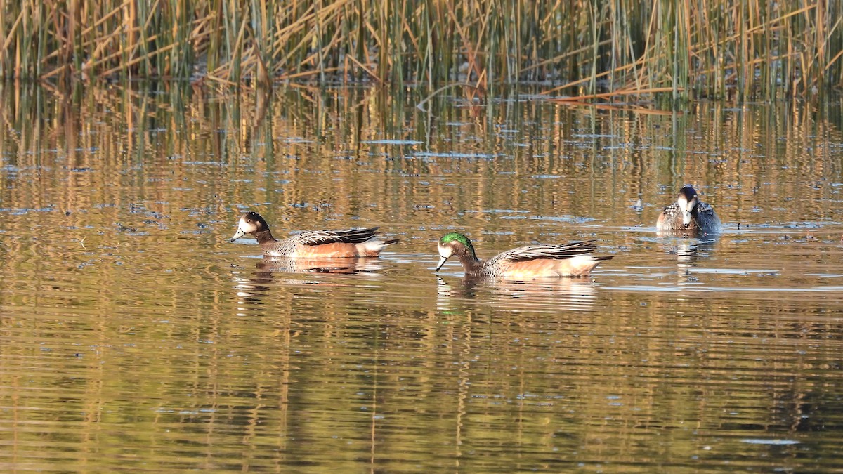 Chiloe Wigeon - ML497674751