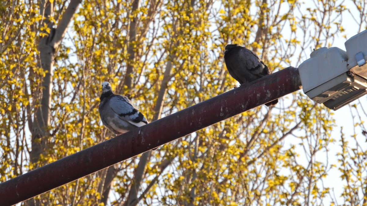 Rock Pigeon (Feral Pigeon) - ML497674791