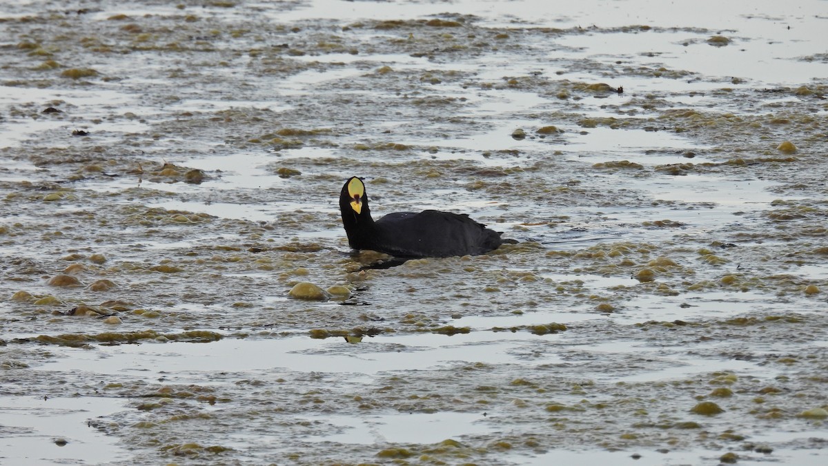 Red-gartered Coot - ML497674831