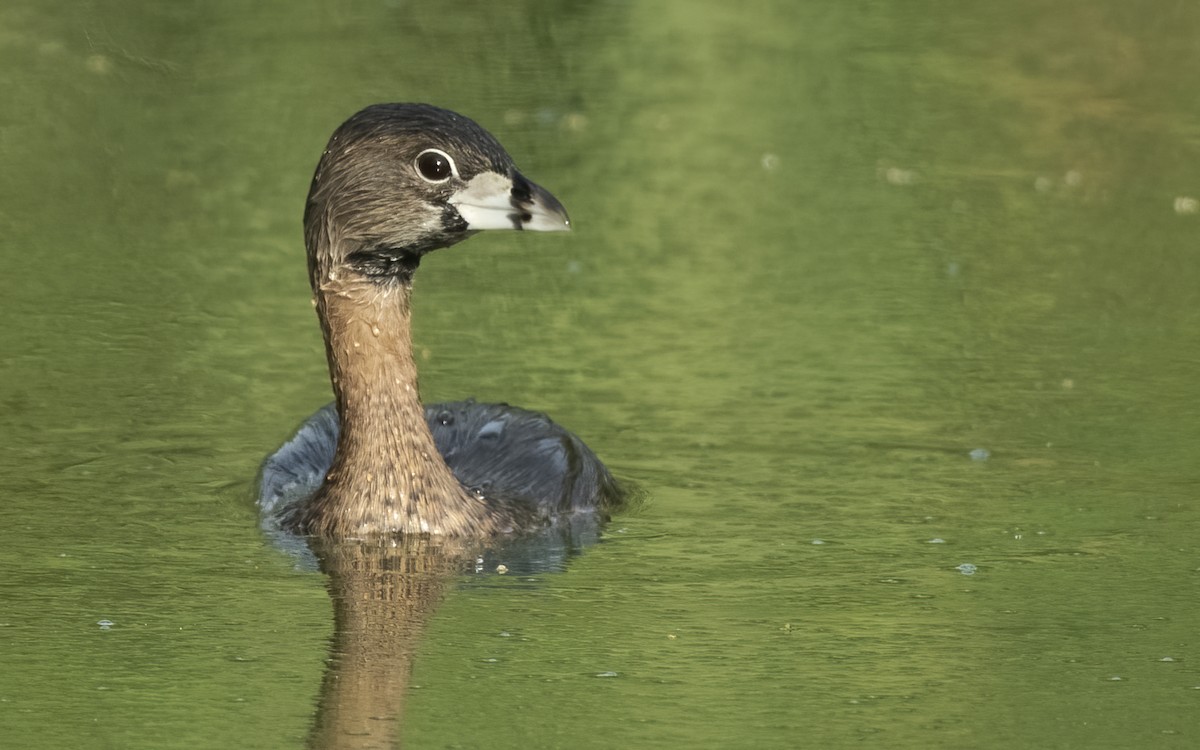 Pied-billed Grebe - ML497675251