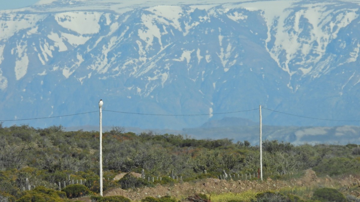 Variable Hawk - ML497675311