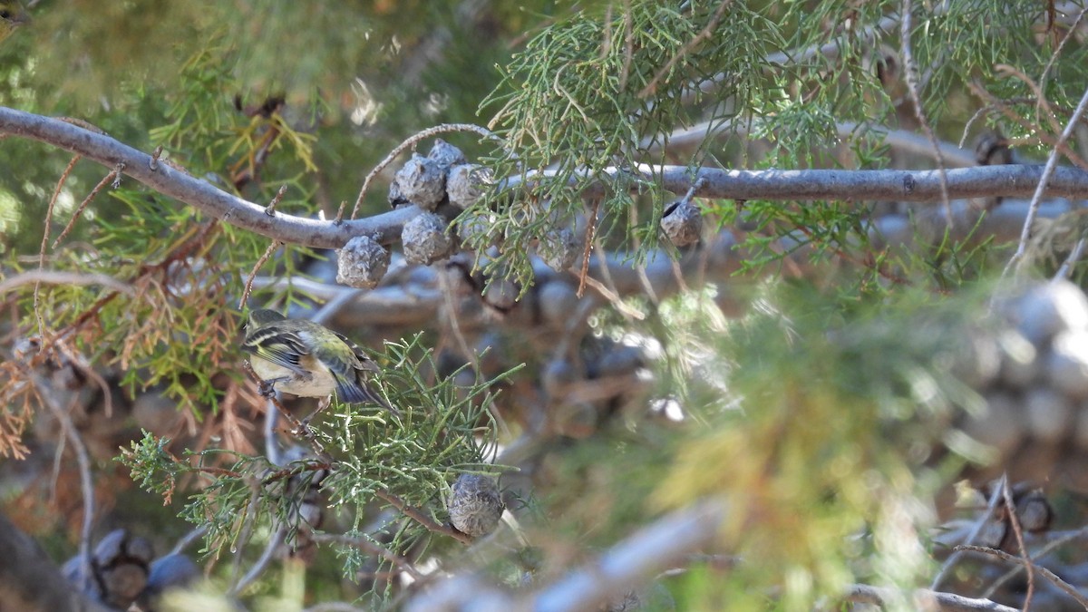 Black-chinned Siskin - ML497675641