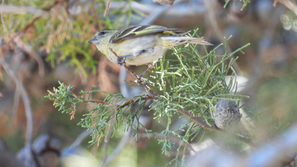 Black-chinned Siskin - ML497675651