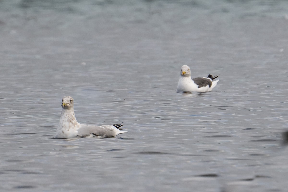 Gaviota Sombría - ML497675671