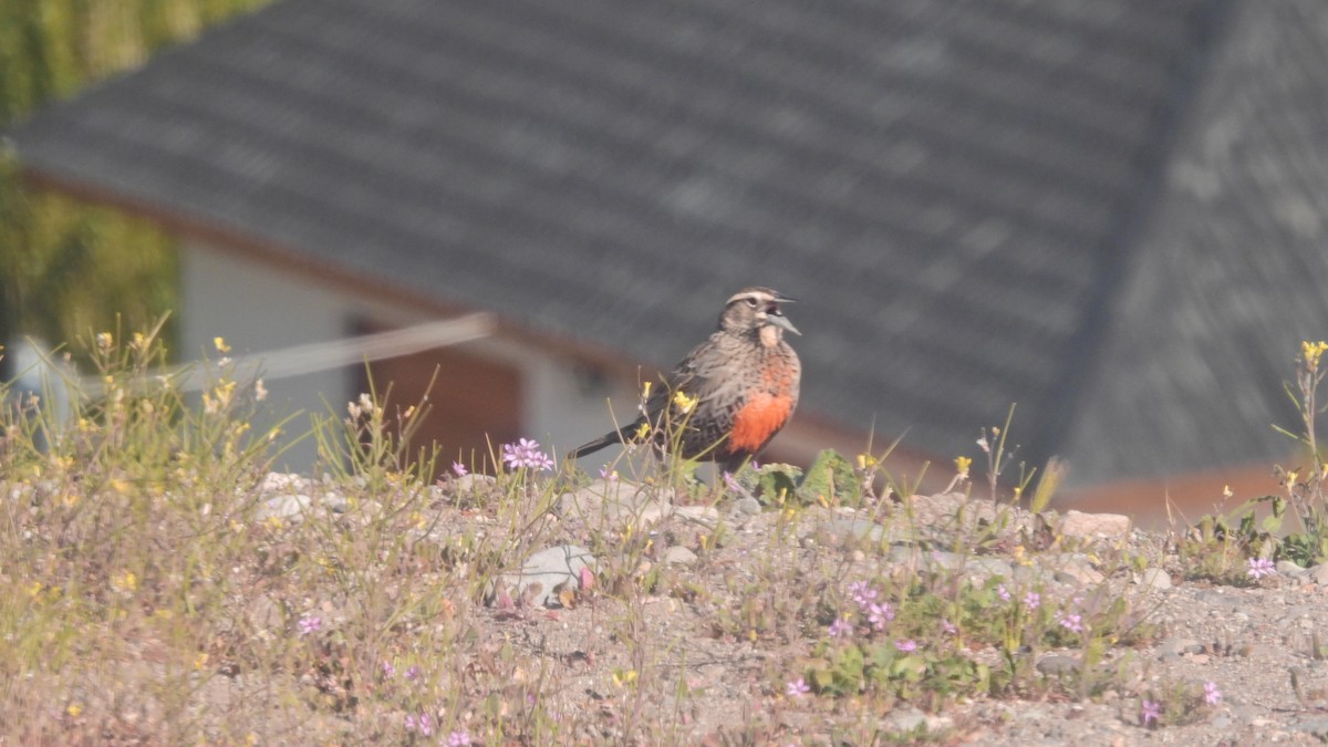 Long-tailed Meadowlark - ML497675691