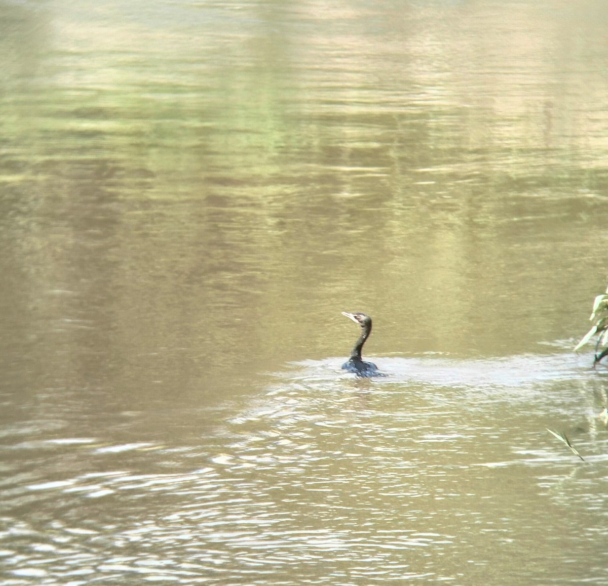 Little Cormorant - ML497675821