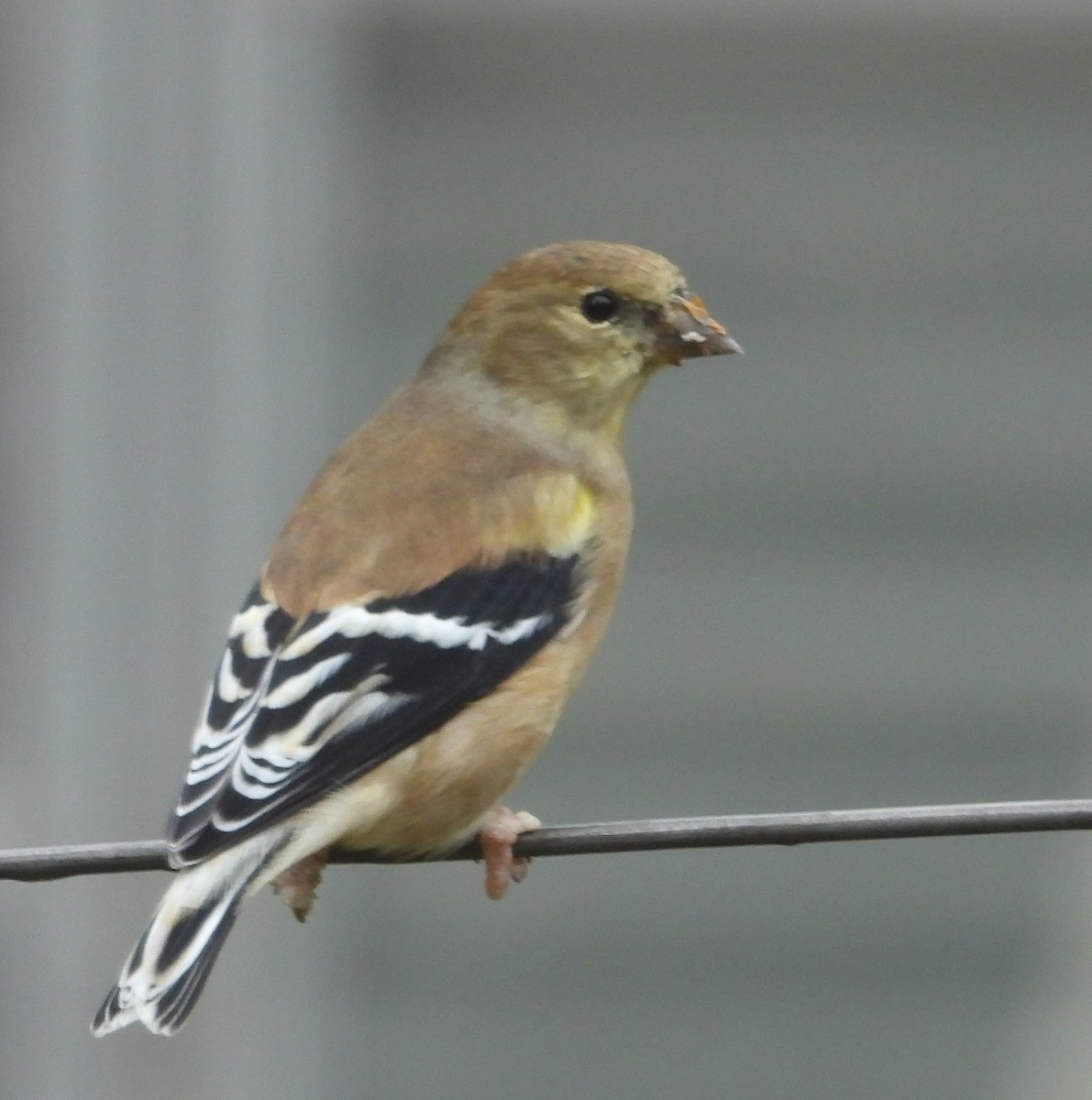 American Goldfinch - ML497676071