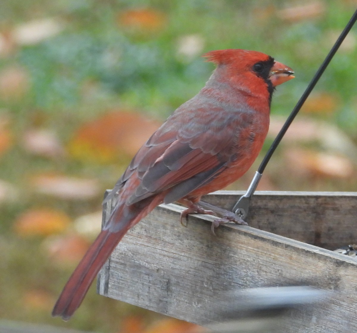 Northern Cardinal - ML497676231