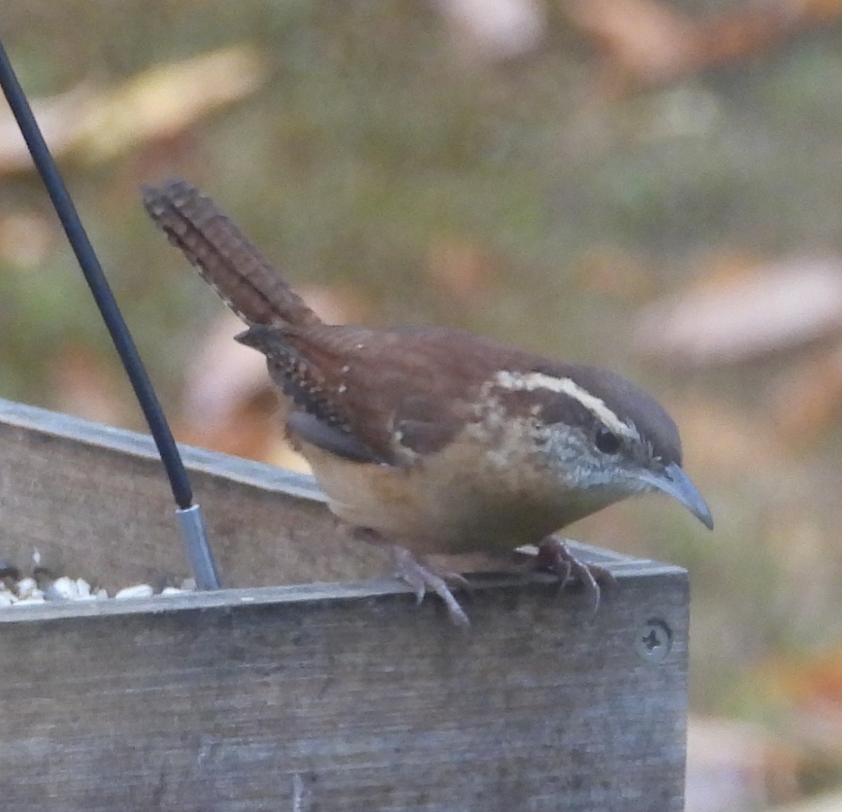 Carolina Wren - ML497676691