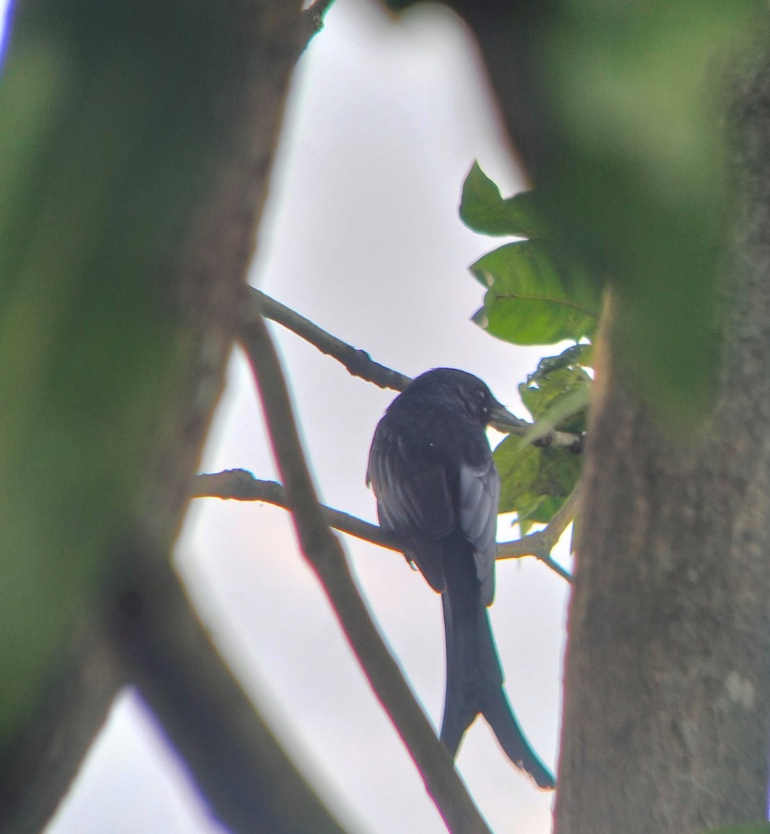 Black Drongo - ML497677781