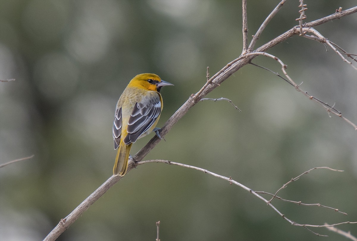 Bullock's Oriole - ML49768081